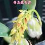 Bulb. crassipes yellow 2.5"